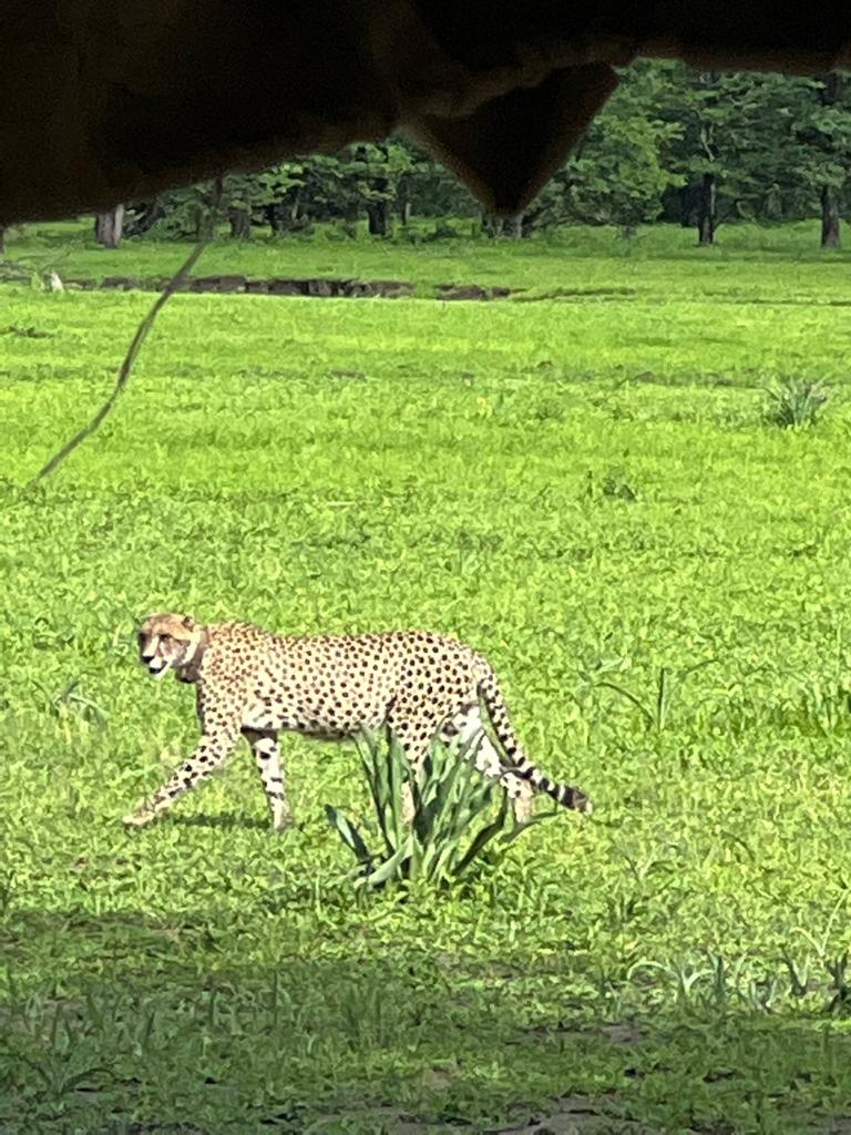 A leopard in the grass