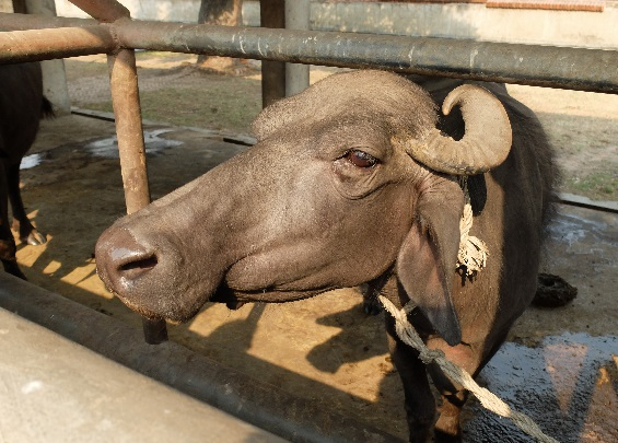A brown animal with horns standing behind a metal bar